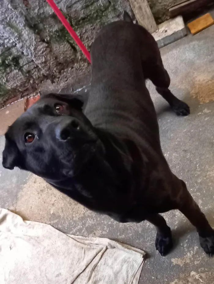 Cachorro ra a Rottweiler idade 4 anos nome Tomate