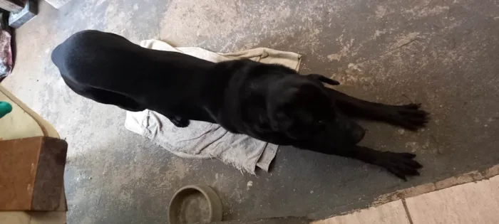 Cachorro ra a Rottweiler idade 4 anos nome Tomate