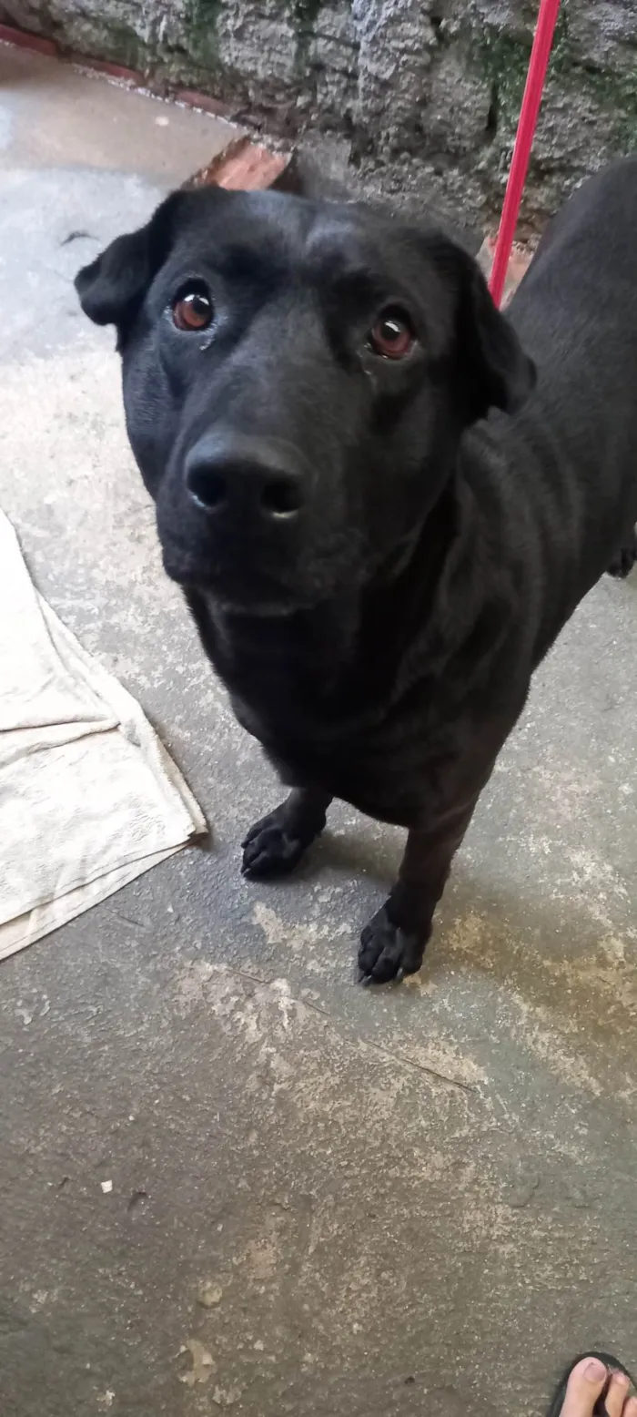 Cachorro ra a Rottweiler idade 4 anos nome Tomate