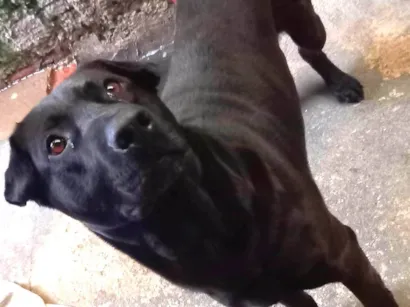 Cachorro raça Rottweiler idade 4 anos nome Tomate