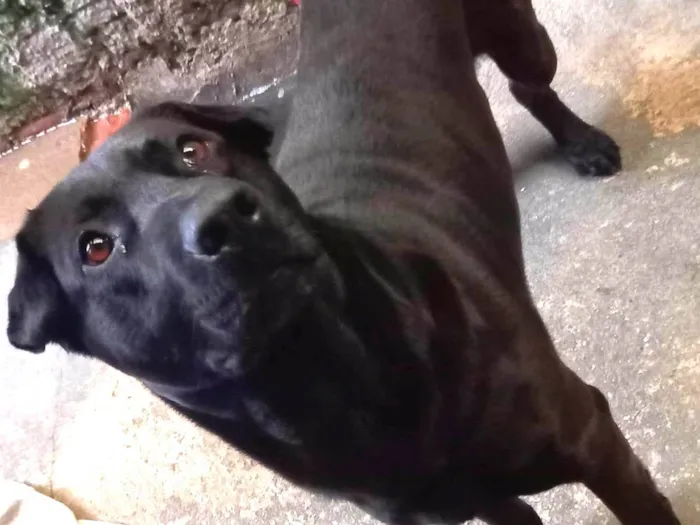 Cachorro ra a Rottweiler idade 4 anos nome Tomate