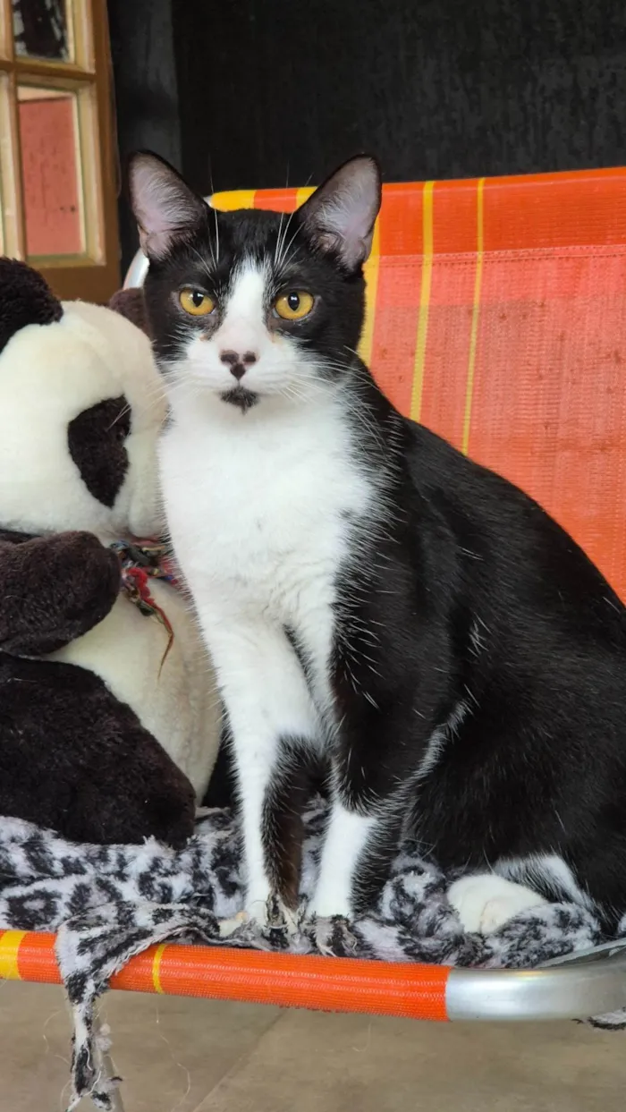 Gato ra a SRD-ViraLata idade 2 anos nome Charlinho