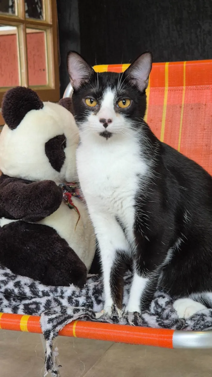 Gato ra a SRD-ViraLata idade 2 anos nome Charlinho