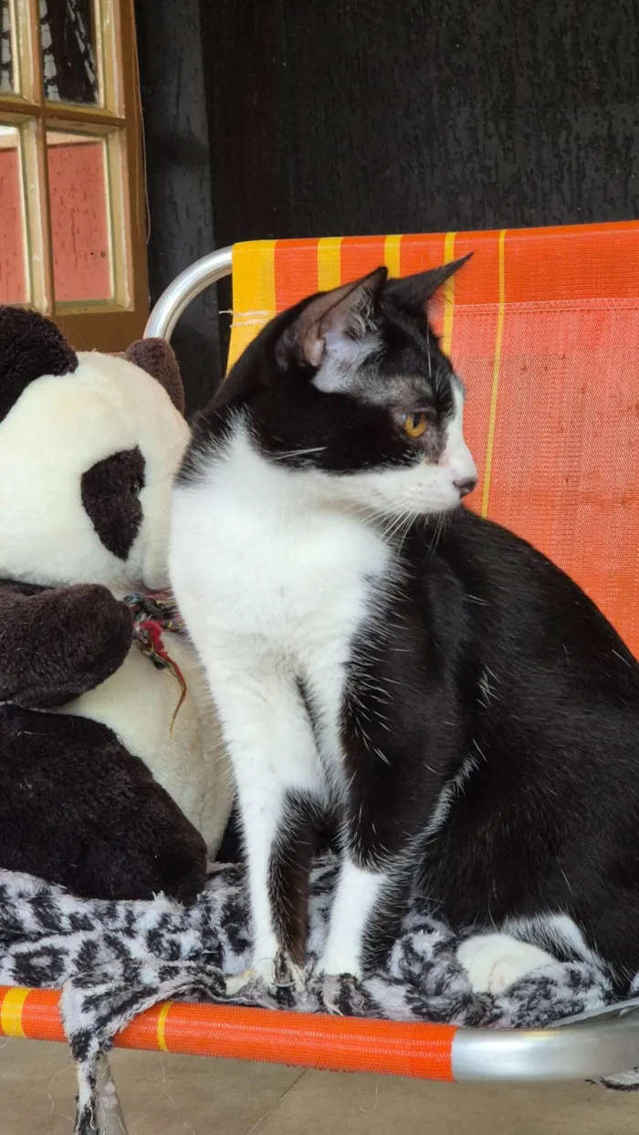 Gato ra a SRD-ViraLata idade 2 anos nome Charlinho