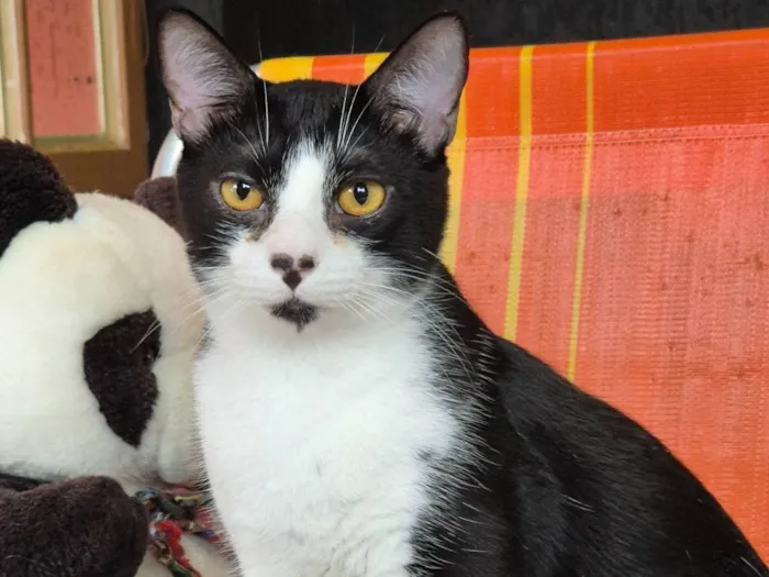 Gato ra a SRD-ViraLata idade 2 anos nome Charlinho