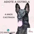 Estrela