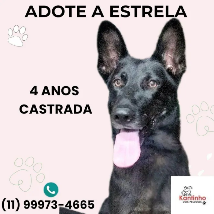 Cachorro ra a Pastor Alemão idade 4 anos nome Estrela