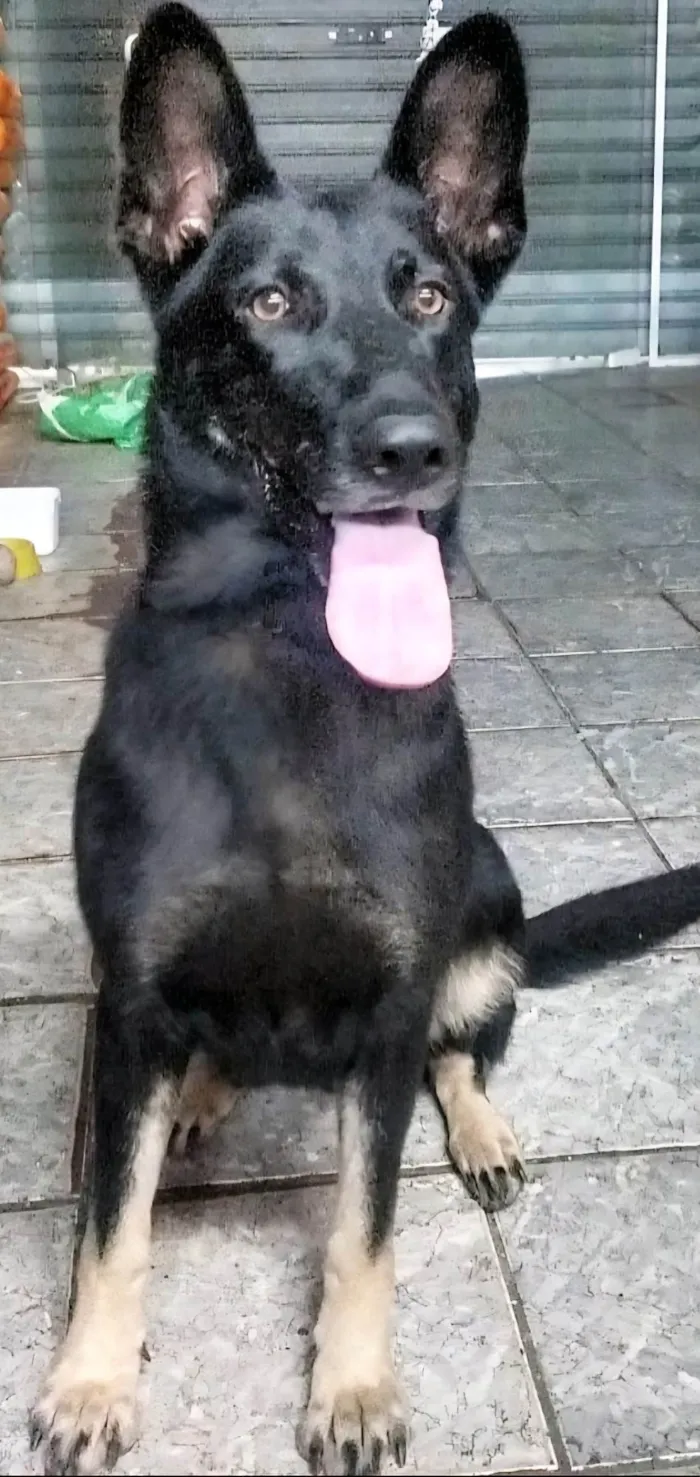 Cachorro ra a Pastor Alemão idade 4 anos nome Estrela