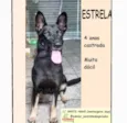 Estrela
