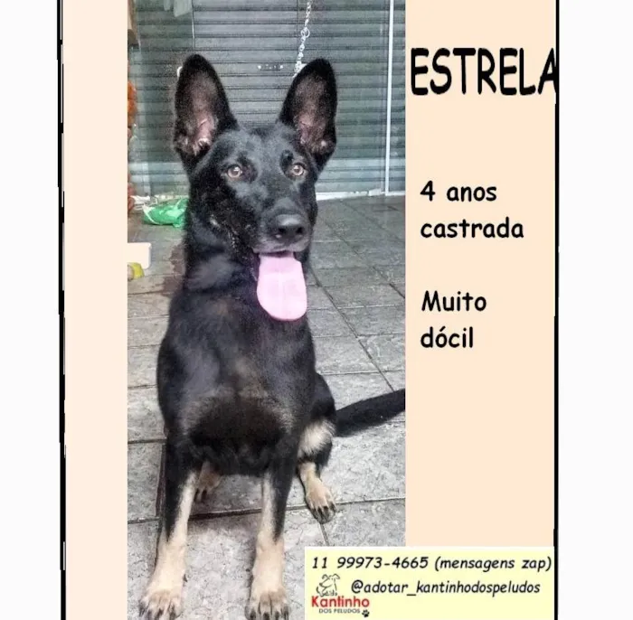 Cachorro ra a Pastor Alemão idade 4 anos nome Estrela