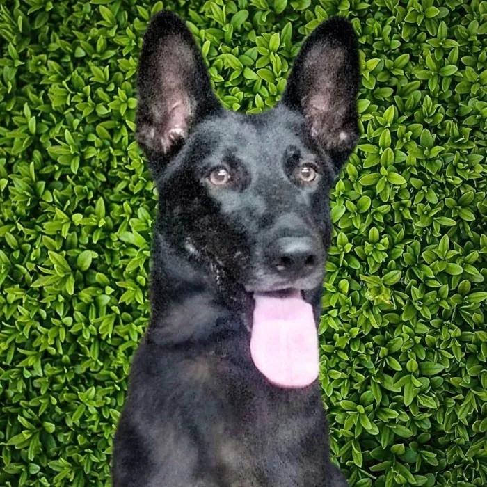 Cachorro ra a Pastor Alemão idade 4 anos nome Estrela