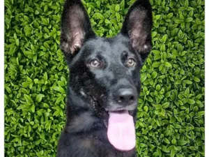 Cachorro raça Pastor Alemão idade 4 anos nome Estrela