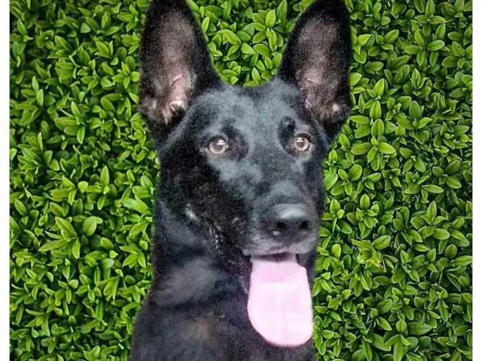 Cachorro ra a Pastor Alemão idade 4 anos nome Estrela