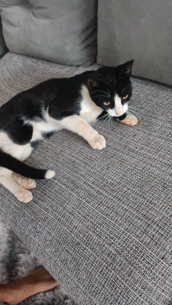 Gato ra a SRD-ViraLata idade 2 a 6 meses nome Ele ainda não tem  nome