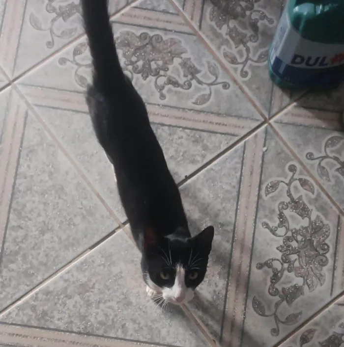 Gato ra a SRD-ViraLata idade 2 a 6 meses nome Ele ainda não tem  nome