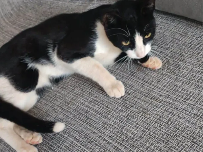 Gato ra a SRD-ViraLata idade 2 a 6 meses nome Ele ainda não tem  nome