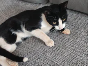 Gato raça SRD-ViraLata idade 2 a 6 meses nome Ele ainda não tem nome