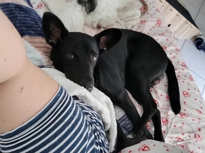 Cachorro ra a SRD-ViraLata idade 7 a 11 meses nome Café 