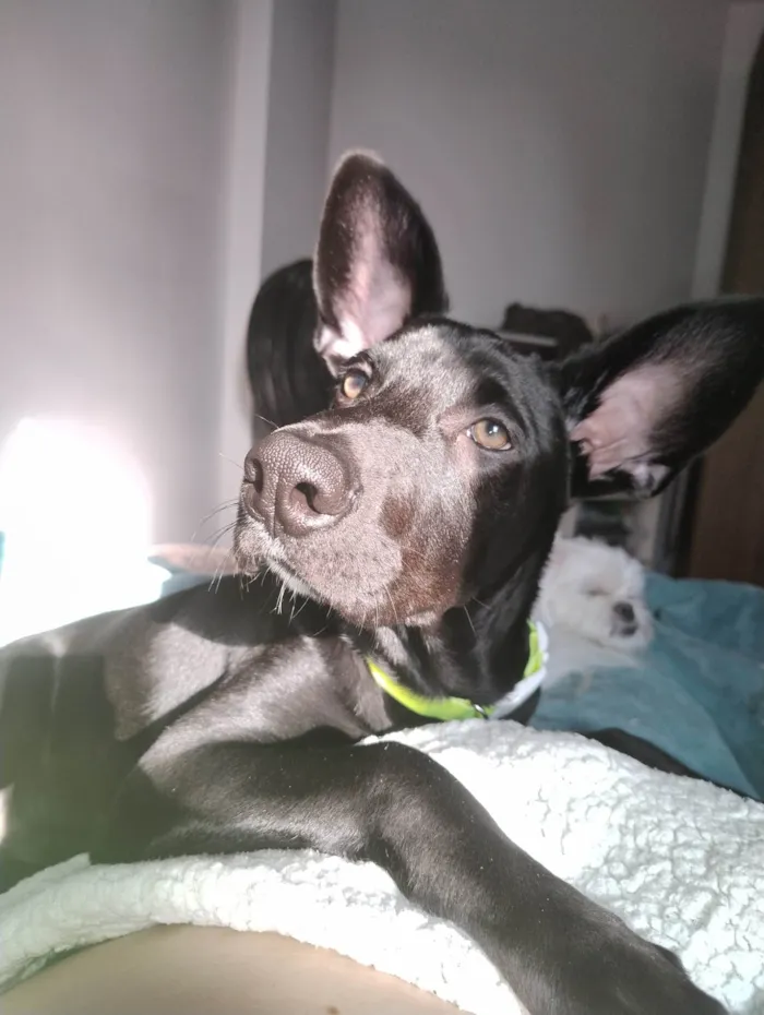 Cachorro ra a SRD-ViraLata idade 7 a 11 meses nome Café 