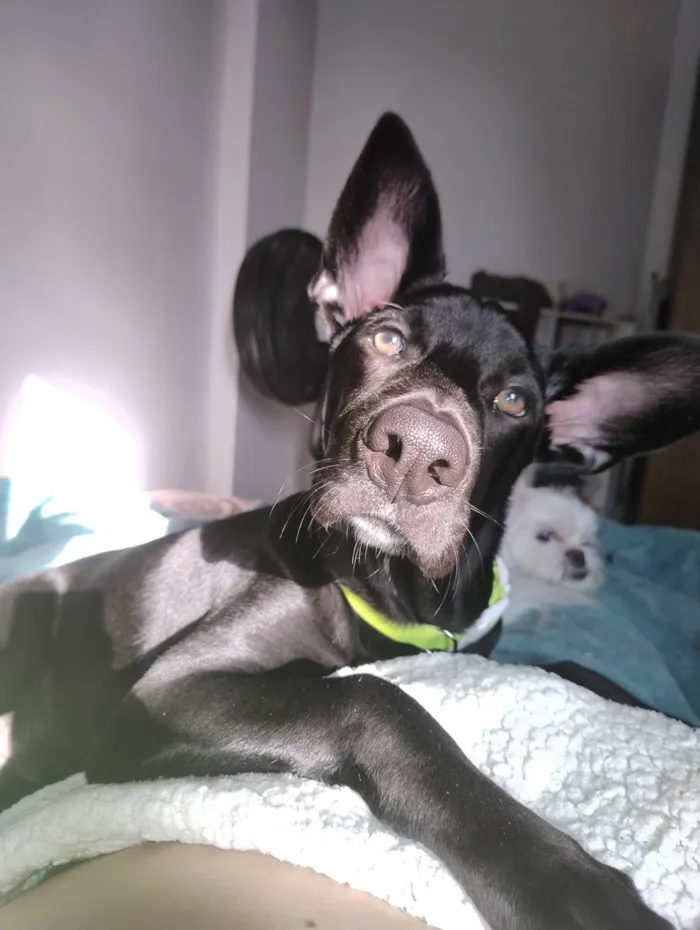 Cachorro ra a SRD-ViraLata idade 7 a 11 meses nome Café 