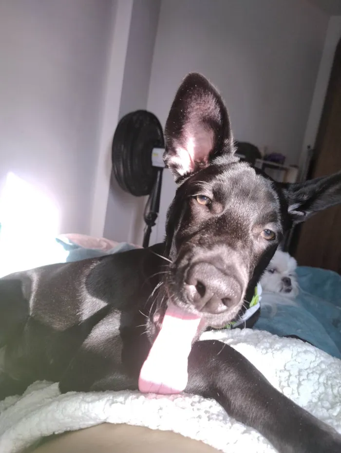 Cachorro ra a SRD-ViraLata idade 7 a 11 meses nome Café 