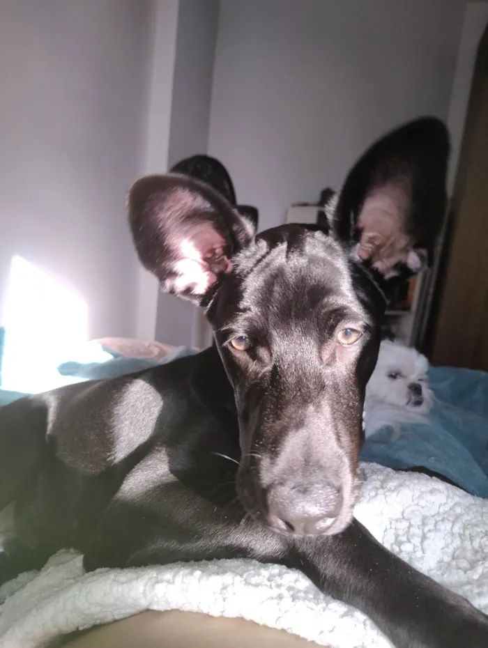 Cachorro ra a SRD-ViraLata idade 7 a 11 meses nome Café 