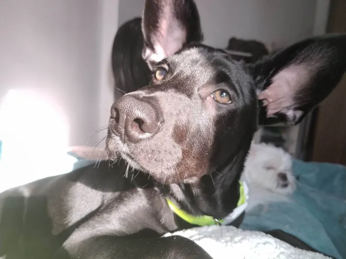 Cachorro ra a SRD-ViraLata idade 7 a 11 meses nome Café 