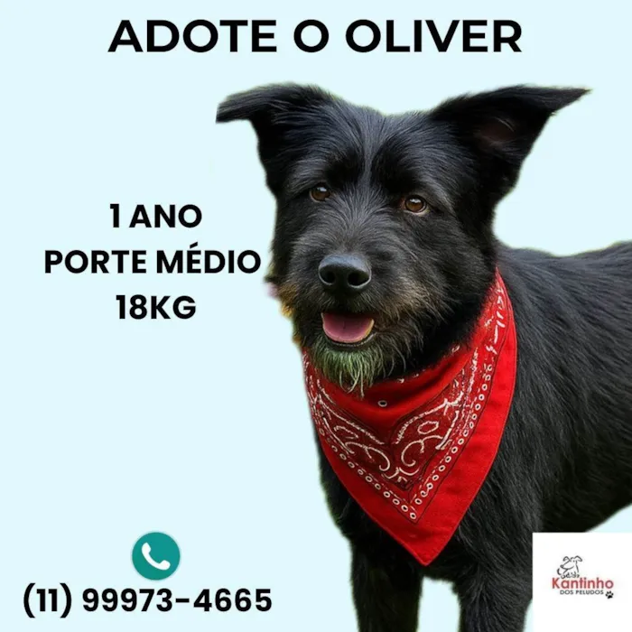 Cachorro ra a SRD-ViraLata idade 1 ano nome Oliver
