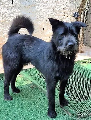 Cachorro ra a SRD-ViraLata idade 1 ano nome Oliver