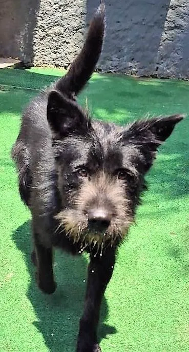 Cachorro ra a SRD-ViraLata idade 1 ano nome Oliver