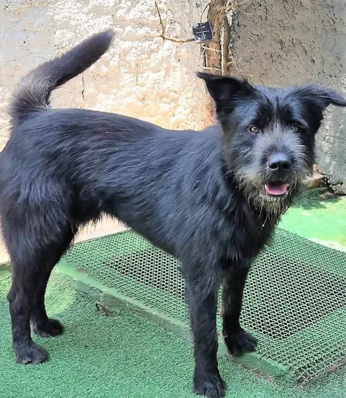 Cachorro ra a SRD-ViraLata idade 1 ano nome Oliver