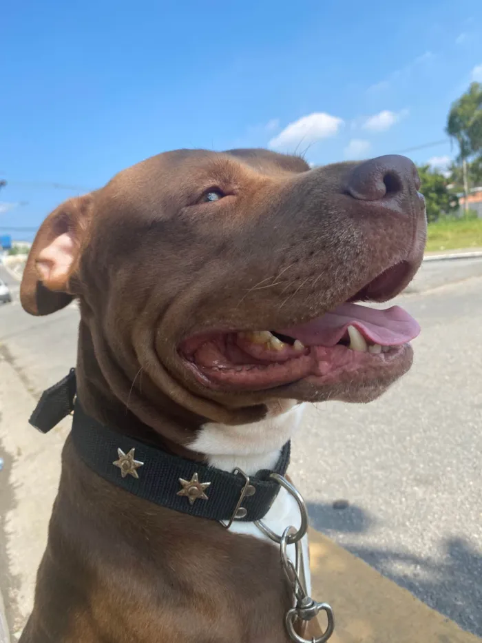 Cachorro ra a Pit-Bull idade 5 anos nome Jordan 