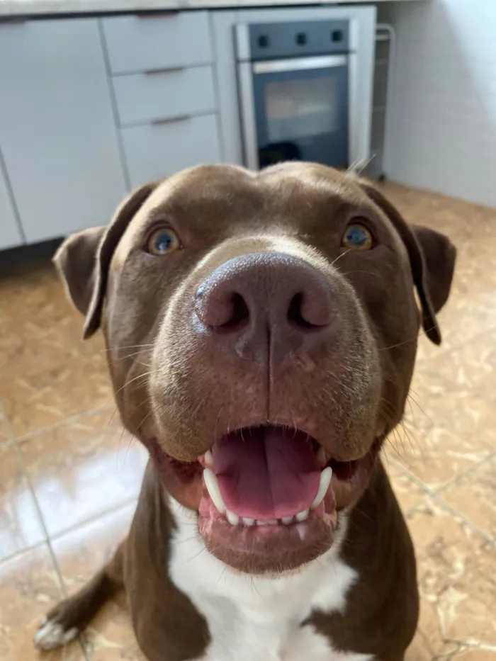 Cachorro ra a Pit-Bull idade 5 anos nome Jordan 