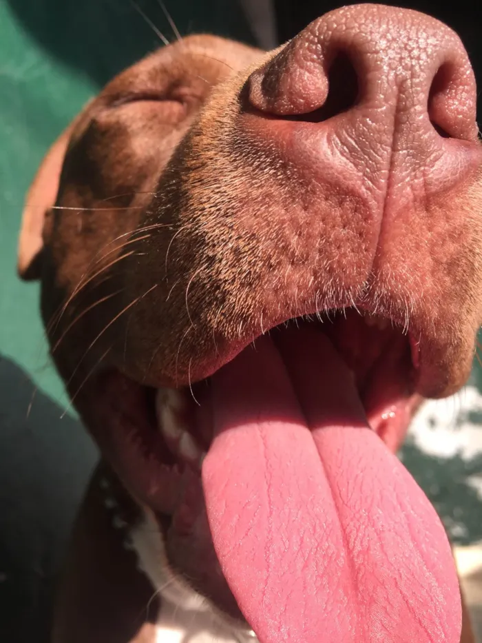 Cachorro ra a Pit-Bull idade 5 anos nome Jordan 