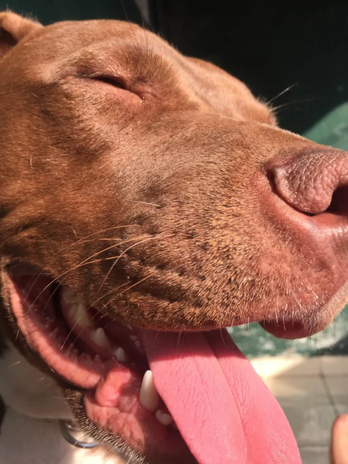 Cachorro ra a Pit-Bull idade 5 anos nome Jordan 