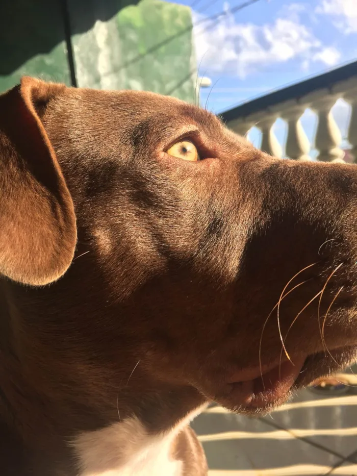 Cachorro ra a Pit-Bull idade 5 anos nome Jordan 