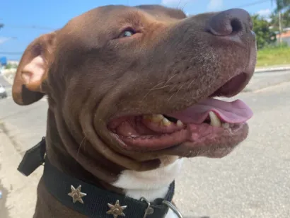 Cachorro raça Pit-Bull idade 5 anos nome Jordan 