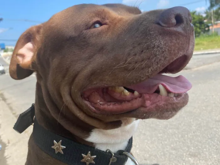 Cachorro ra a Pit-Bull idade 5 anos nome Jordan 