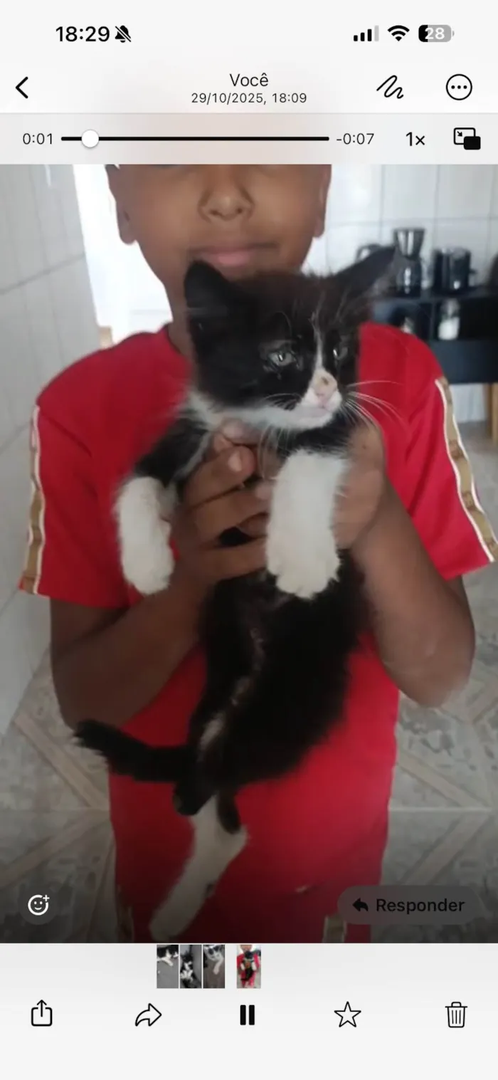 Gato ra a SRD-ViraLata idade Abaixo de 2 meses nome Ainda ela não tem nome