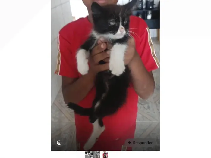 Gato ra a SRD-ViraLata idade Abaixo de 2 meses nome Ainda ela não tem nome