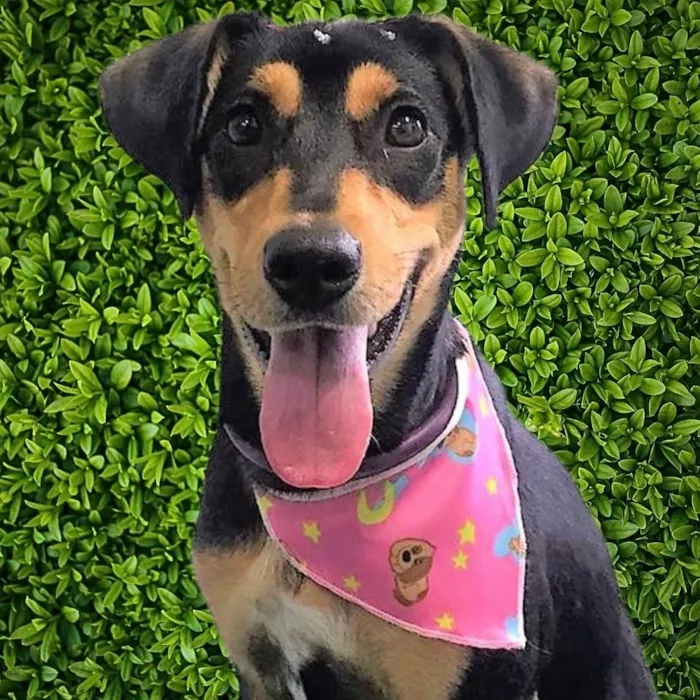 Cachorro ra a SRD-ViraLata idade 1 ano nome Heleninha