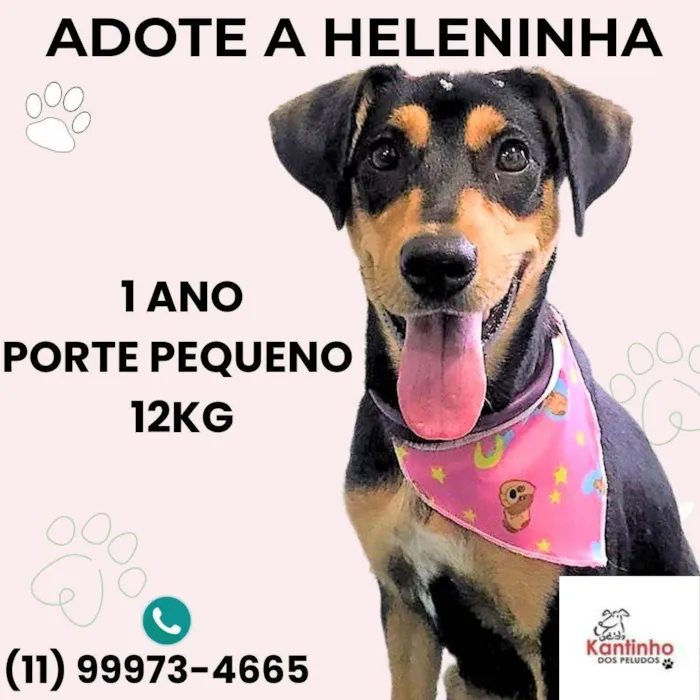 Cachorro ra a SRD-ViraLata idade 1 ano nome Heleninha
