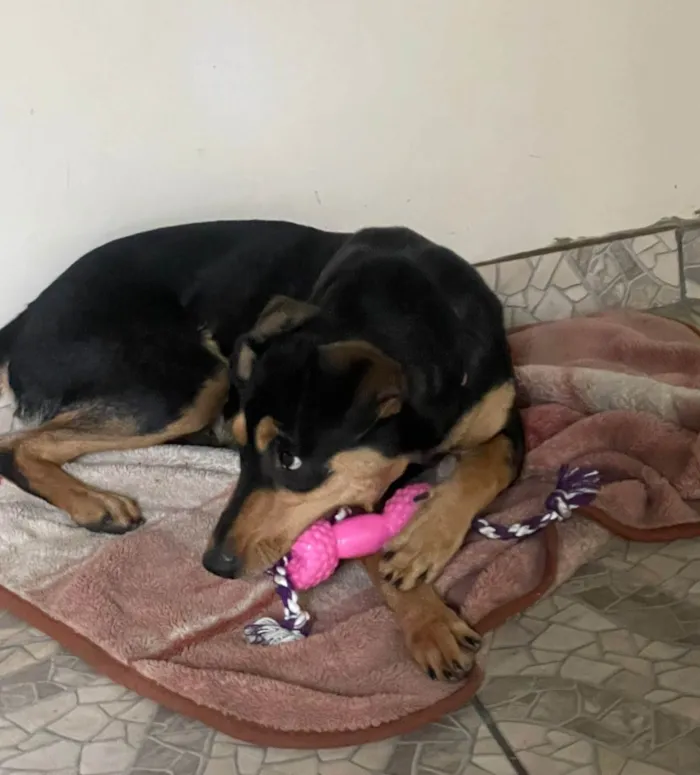 Cachorro ra a SRD-ViraLata idade 1 ano nome Heleninha