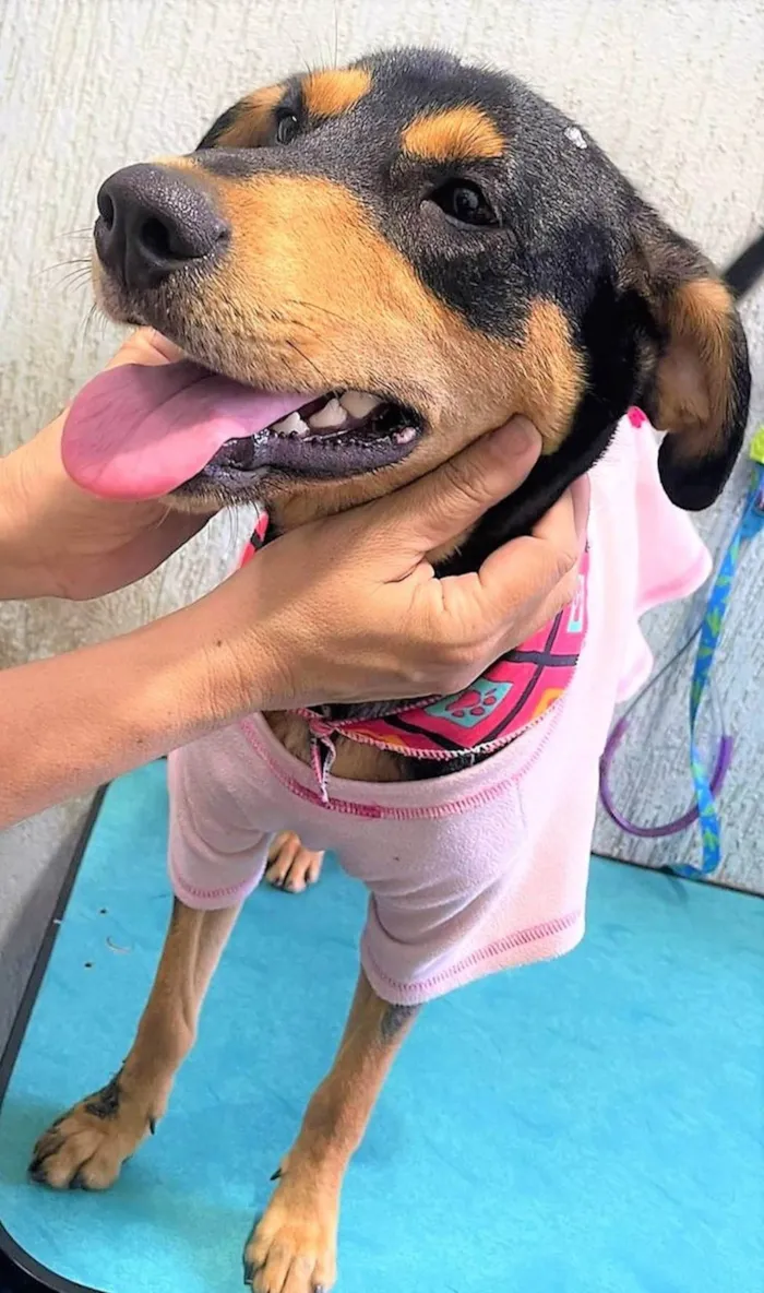 Cachorro ra a SRD-ViraLata idade 1 ano nome Heleninha