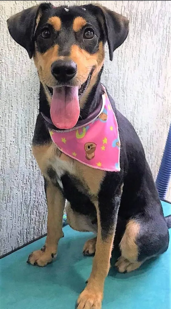 Cachorro ra a SRD-ViraLata idade 1 ano nome Heleninha