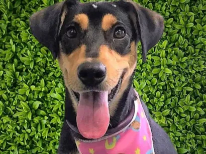 Cachorro raça SRD-ViraLata idade 1 ano nome Heleninha