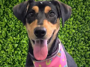 Cachorro raça SRD-ViraLata idade 1 ano nome Heleninha