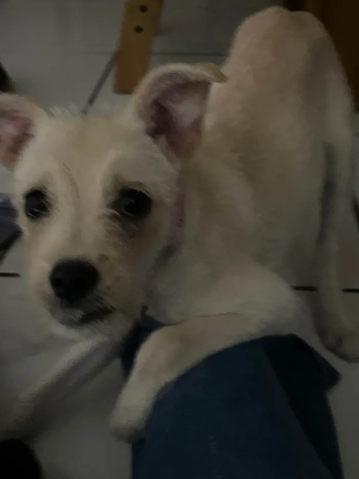 Cachorro ra a SRD-ViraLata idade 2 a 6 meses nome Bete