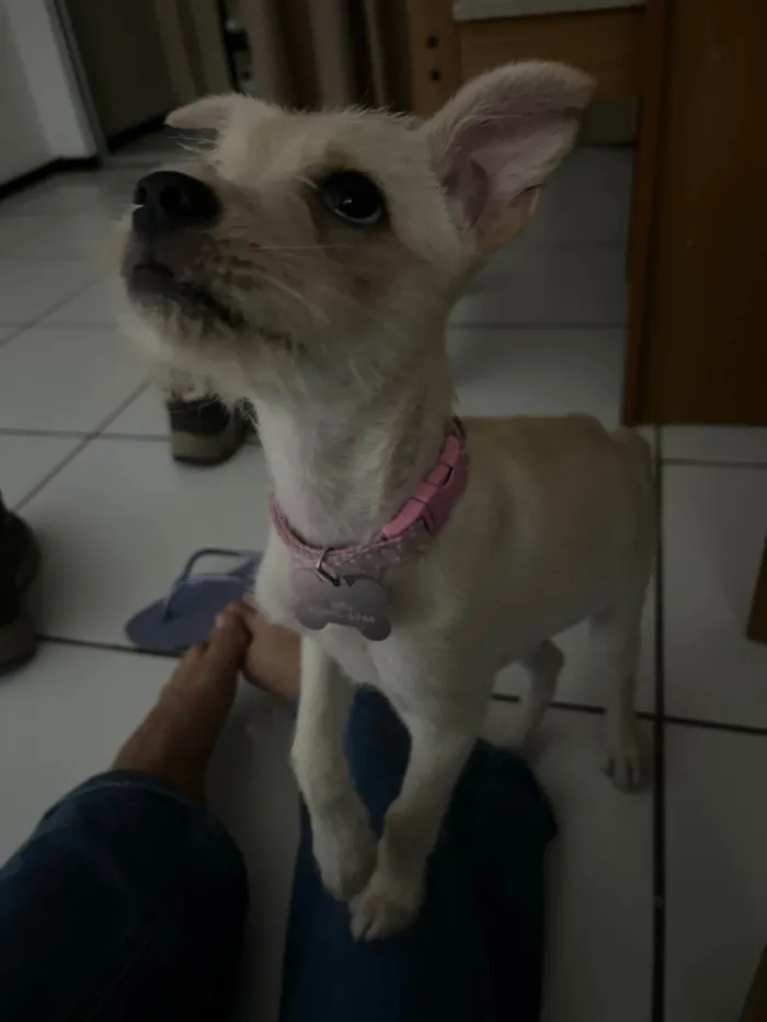 Cachorro ra a SRD-ViraLata idade 2 a 6 meses nome Bete
