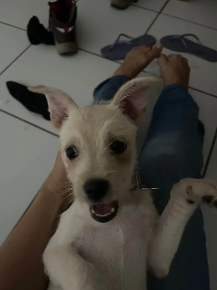 Cachorro ra a SRD-ViraLata idade 2 a 6 meses nome Bete